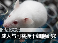 成人与可替换干细胞研究