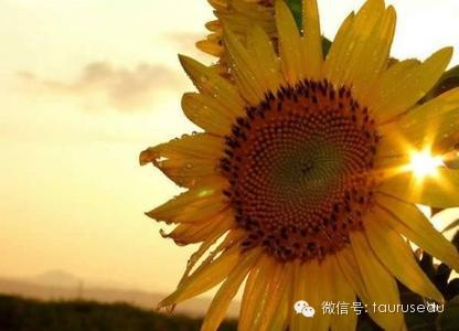 美大学起薪最高本科专业排名 美大学起薪最高本科专业排名