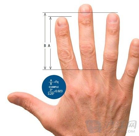 研究:手指长度决定性格和患病风险(双语) 研究:手指长度决定性格和患病风险(双语)