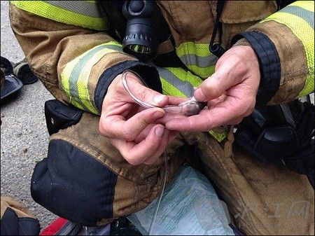 消防员救小鼠 消防员救小鼠