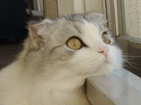 一只猫的生命哲学 一只猫的生命哲学