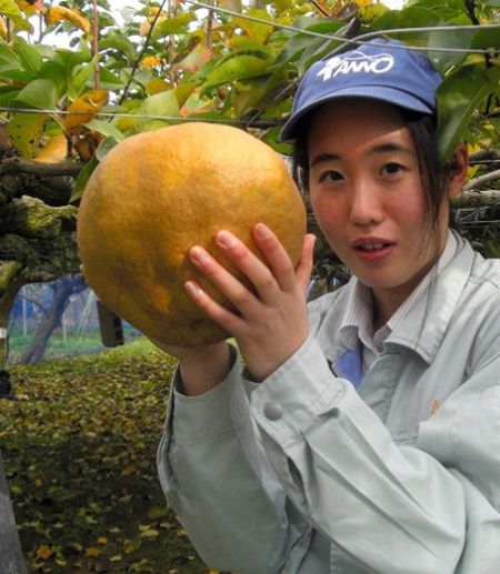 图为兵库县但马农业高中的学生种出的巨大梨子。 图为兵库县但马农业高中的学生种出的巨大梨子。