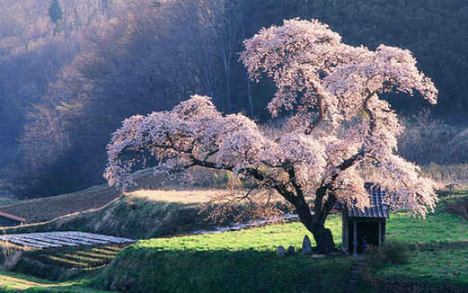 中英双语对照:席慕容 一棵开花的树(图)