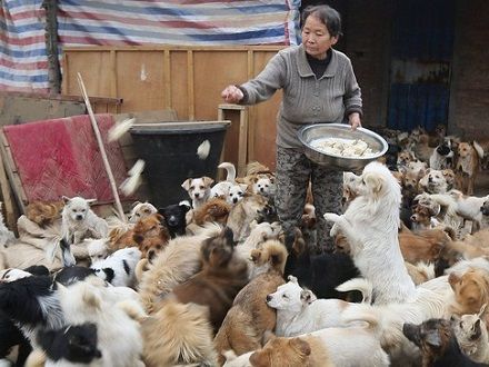 六旬老妇们救助1300只狗 六旬老妇们救助1300只狗