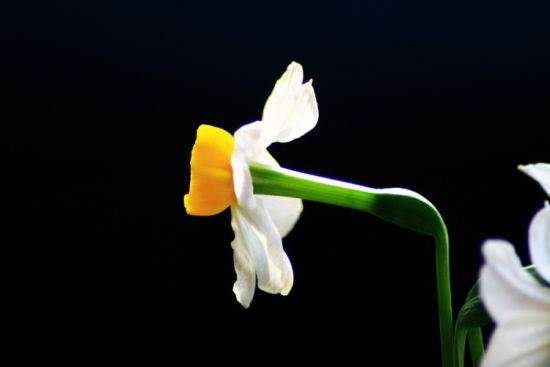 英美小学生必背诗歌:水仙花 英美小学生必背诗歌:水仙花