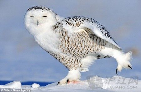 雪地猫头鹰:哈利波特的信使也卖萌(双语) 雪地猫头鹰:哈利波特的信使也卖萌(双语)