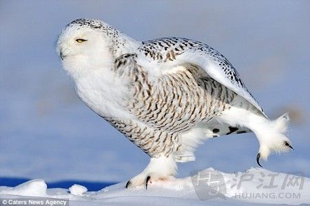 雪地猫头鹰:哈利波特的信使也卖萌(双语) 雪地猫头鹰:哈利波特的信使也卖萌(双语)