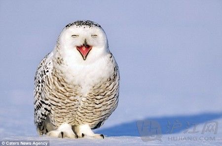 雪地猫头鹰:哈利波特的信使也卖萌(双语) 雪地猫头鹰:哈利波特的信使也卖萌(双语)