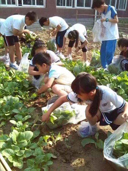 北京力迈外国语学校的学生在“小菜园”摘菜