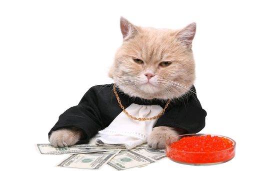 猫咪囧研究:你的猫在学你的各种习惯(双语) 猫咪囧研究:你的猫在学你的各种习惯(双语)