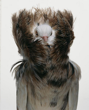 A “High Bred” Collar这位仁兄出身不凡,“衣领”炫目 A “High Bred” Collar这位仁兄出身不凡,“衣领”炫目