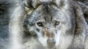 wolf wolf
