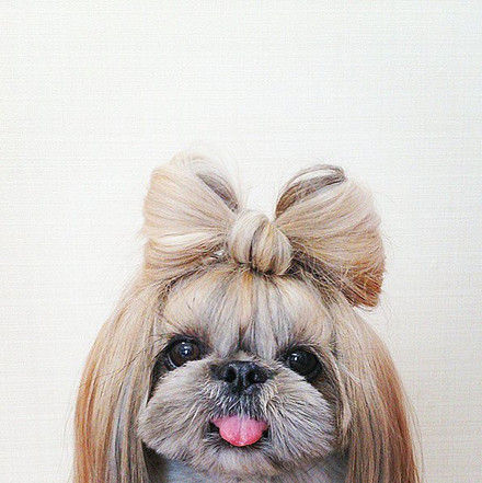 Hair bow Hair bow