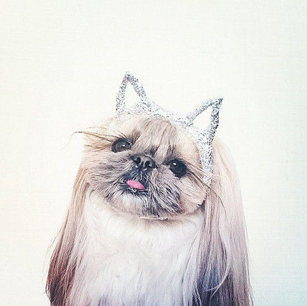 Kitty ears Kitty ears