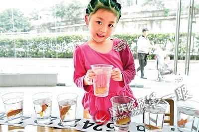 4岁女童24条金鱼中找差别 4岁女童24条金鱼中找差别