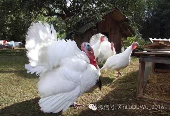 家养火鸡以白色居多,个头也要大得多 家养火鸡以白色居多,个头也要大得多