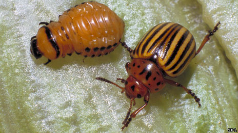 Potato beetle