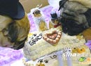 ��Ȥ��ͼ������������ ��Ц��С������