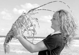 ˫����ް���Ϻ�ʶ�Ӣ��֮��(ͼ)