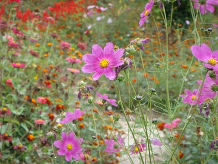 ͼ�ģ�������ֱ�ڹ����»ƺ���̬����԰�۹�