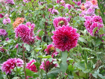 ͼ�ģ�������ֱ�ڹ����»ƺ���̬����԰�۹�