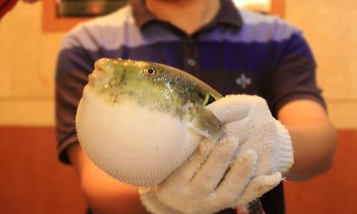 让大文豪苏轼甘愿为之一死的极品鲜味河鲀