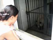 组图：陆川陈小艺小陶虹四川雅安认养大熊猫