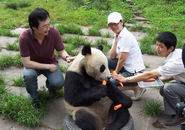 组图：陆川陈小艺小陶虹四川雅安认养大熊猫