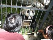 组图：陆川陈小艺小陶虹四川雅安认养大熊猫