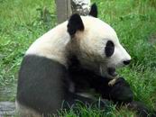组图：陆川陈小艺小陶虹四川雅安认养大熊猫