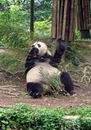 组图：陆川陈小艺小陶虹四川雅安认养大熊猫