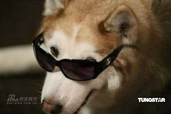 古天乐“情人”上位 粉丝爱上偶像爱犬【图】