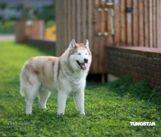 古天乐“情人”上位 粉丝爱上偶像爱犬【图】