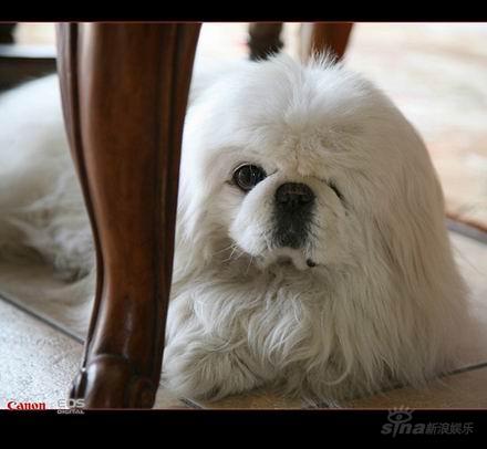 组图：满江养宠四大“最”状猫狗一起趣事不断