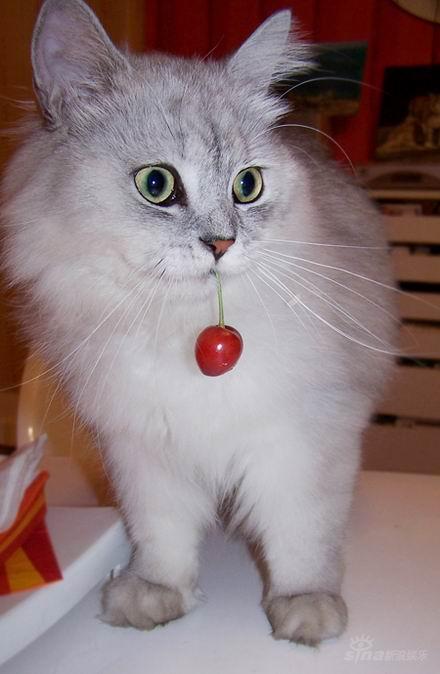组图：满江养宠四大“最”状猫狗一起趣事不断