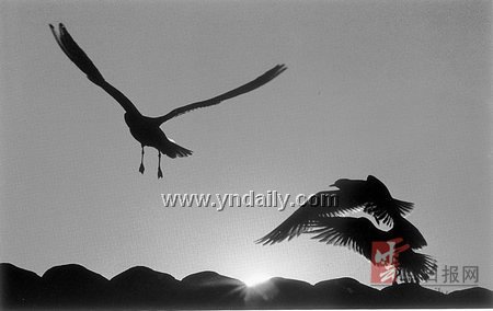 《海鸥部落》寻找最炫的动漫精灵 拿起笔画你