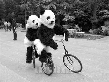 "熊猫玩杂技"逗乐上千游客