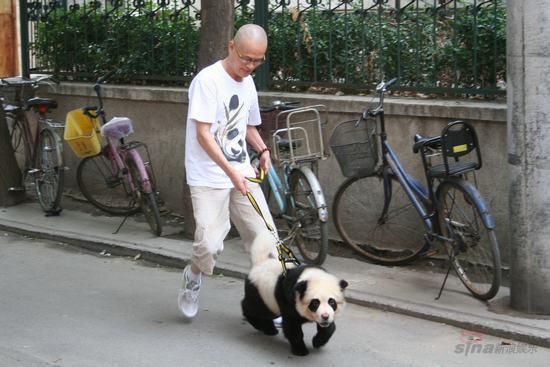 请动物<em>美容师</em>将一只松狮狗<em>装扮</em>成的大熊猫