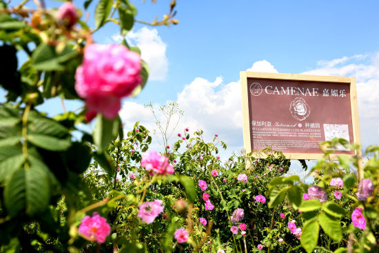 CAMENAE嘉媚乐玫瑰种植园