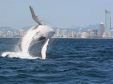 Ĵǻƽ𺣰 Ұݵļ