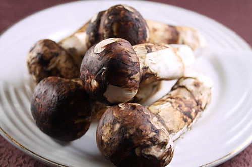 滋补松茸 滋补松茸