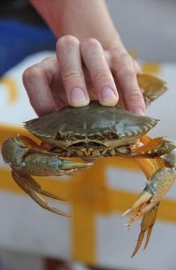 黄油蟹