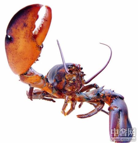 一双大钳是波士顿龙虾的特征 一双大钳是波士顿龙虾的特征