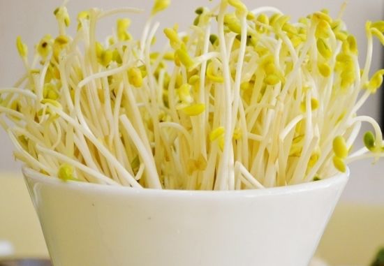 豆芽 豆芽