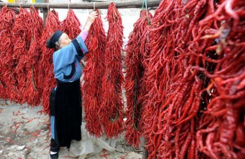 中国最为排斥辣椒的三个群体是:闽南人、潮汕人和客家人 中国最为排斥辣椒的三个群体是:闽南人、潮汕人和客家人