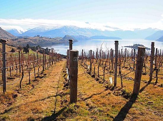新西兰南部内陆产区中奥塔哥Wanaka,Rippon酒庄以生物动力法种植葡萄,酿酒时也奉行最自然的方法,堪称新西兰最能显现天然酒的美的酒庄。 新西兰南部内陆产区中奥塔哥Wanaka,Rippon酒庄以生物动力法种植葡萄,酿酒时也奉行最自然的方法,堪称新西兰最能显现天然酒的美的酒庄。