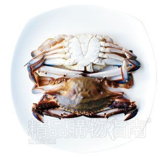 梭子蟹 梭子蟹