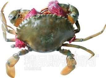 膏蟹 膏蟹