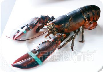 龙虾 龙虾