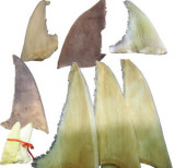 Ȳ